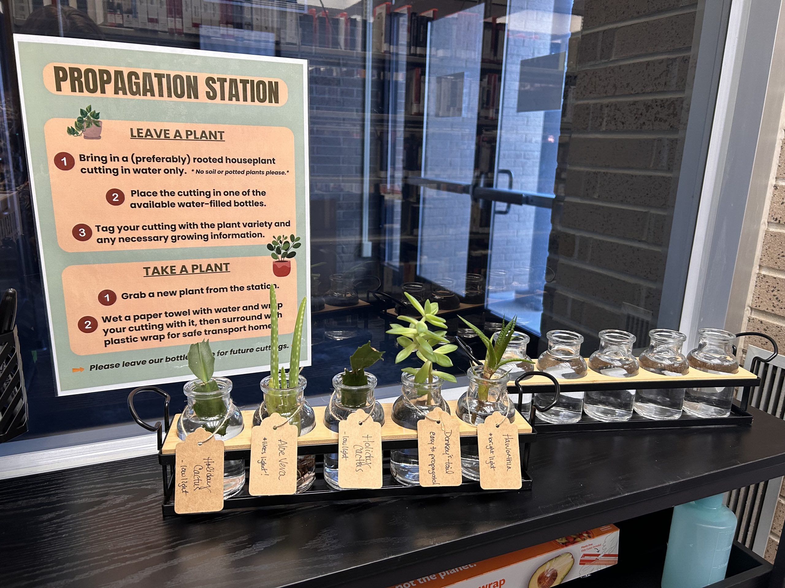 Propagation station with plant cuttings in water-filled bottles