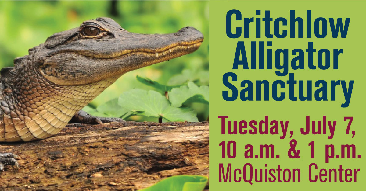 Alligator resting on a log with green foliage background
